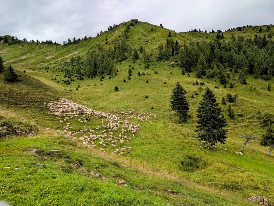 Ovce a ovčák